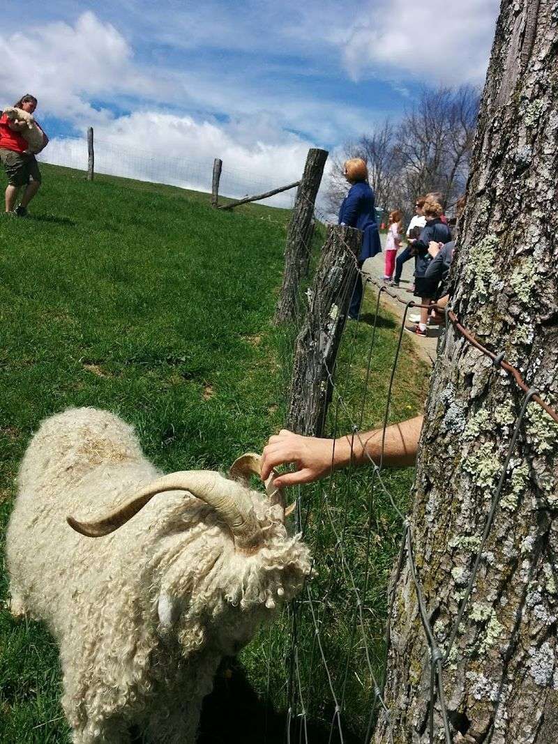 Angora Goats: The Fluffiest Crowd-Pleasers on the Farm