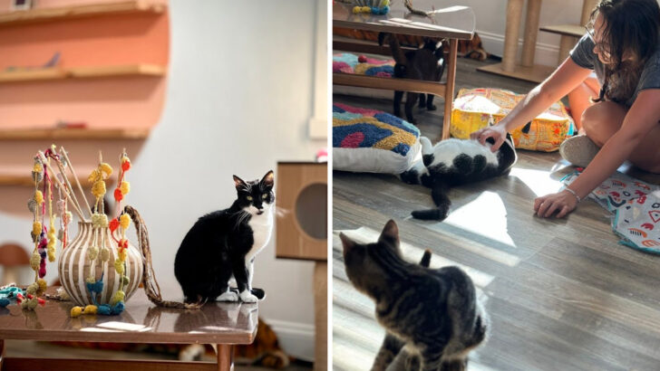 Local Pastries, Vintage Living Room Charm, And Rescue Cats Make This Florida Caf&eacute; Worth A Stop