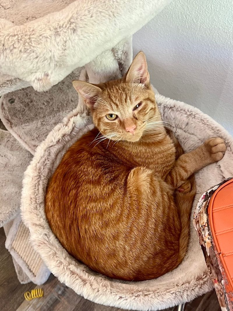 Reservation-Based Cat Lounge Access