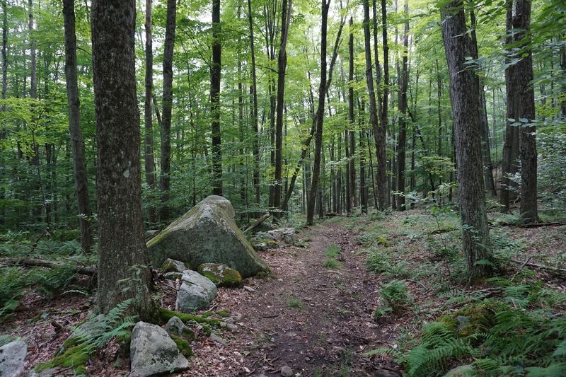 Lyman Run State Park (Galeton)