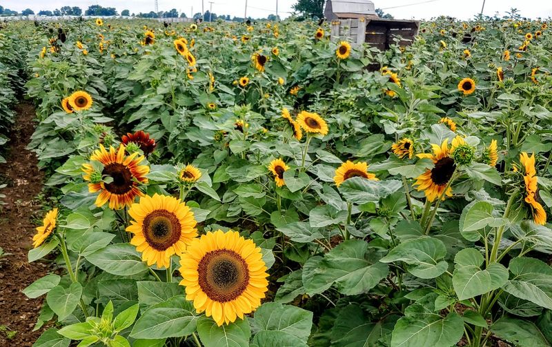 Lynd&rsquo;s Smiles of Sunflowers (Pataskala, Ohio)