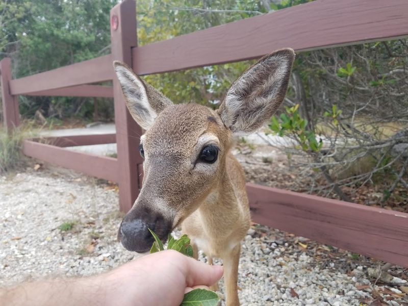 Conservation Story: How the Key Deer Came Back From the Brink
