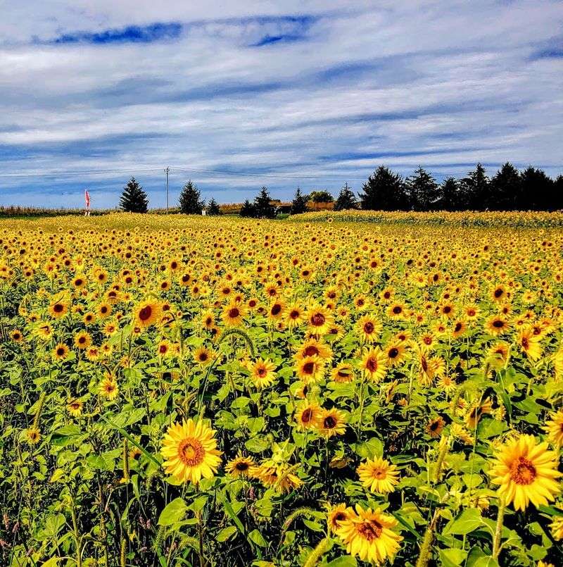 CherryHawk Farm (Marysville, Ohio)