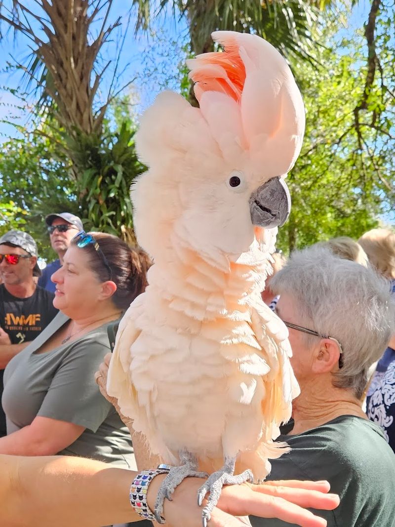 Close Encounters With Cockatoos and Their Unique Personalities