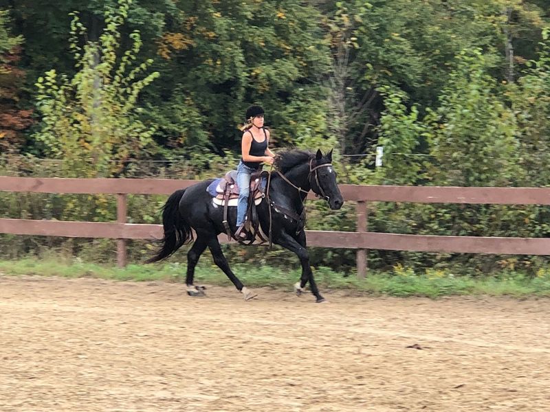 Professional Riding Instruction
