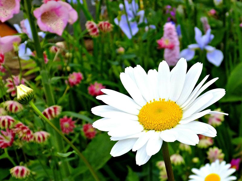 The Flower Patch at Fassett Farm