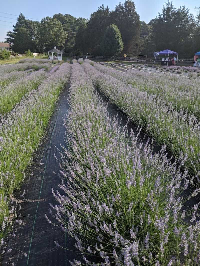 Check the Lavender Fields Before You Go