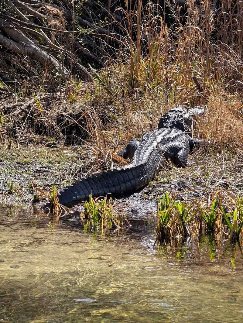 Juniper Springs Recreation Area