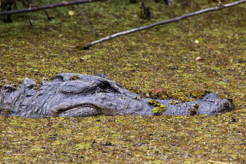 Alligators and Crocodiles Sharing Territory