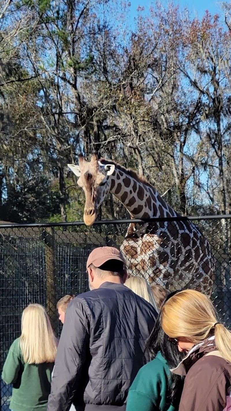 Desmond the Giraffe: A 650-Pound Gentle Giant