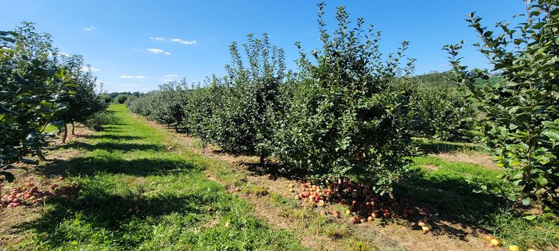 Strites' Orchard Farm Market & Bakery