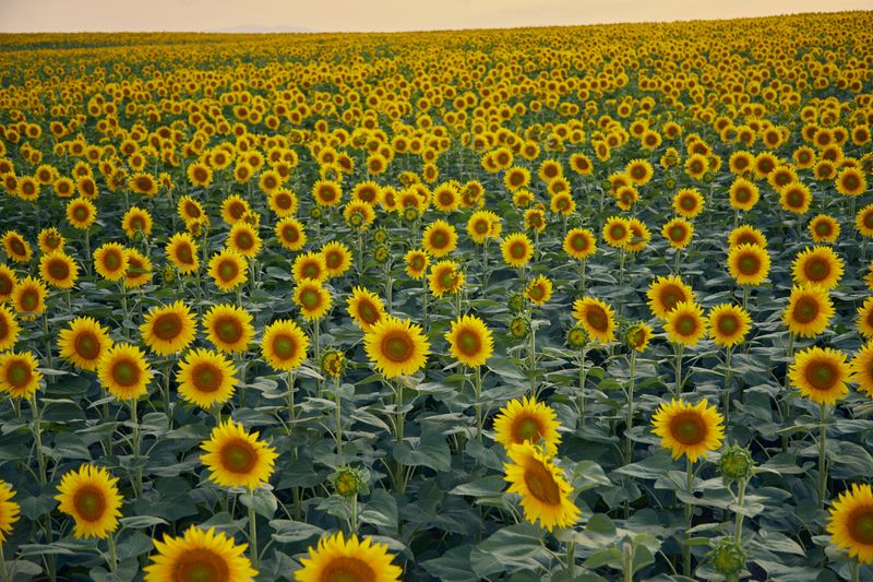 Coshocton Sunflower Fields