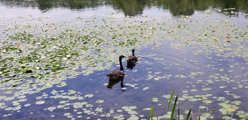 Nescopeck State Park (Luzerne County)