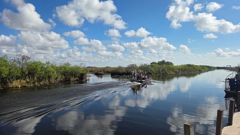 Buffalo Tiger Airboat Tours