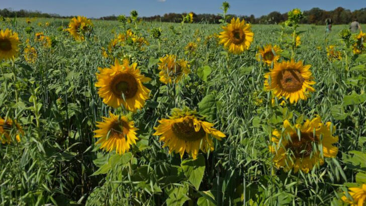 Massive Sunflower Fields Make This Pennsylvania Farm Worth Visit In 2026
