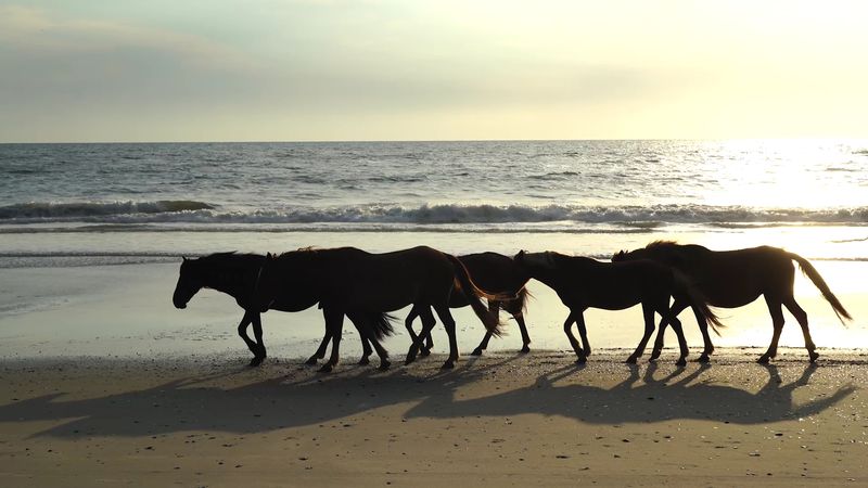Currituck National Wildlife Refuge &mdash; Corolla