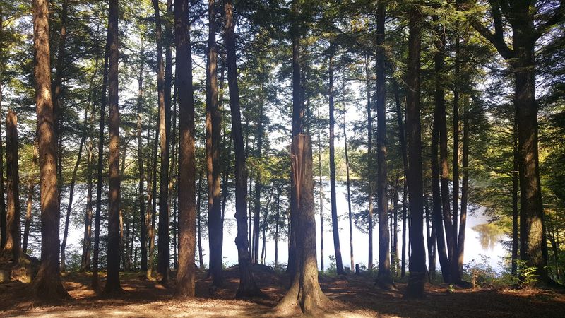 Picking the Right Campsite for Shade and Quiet