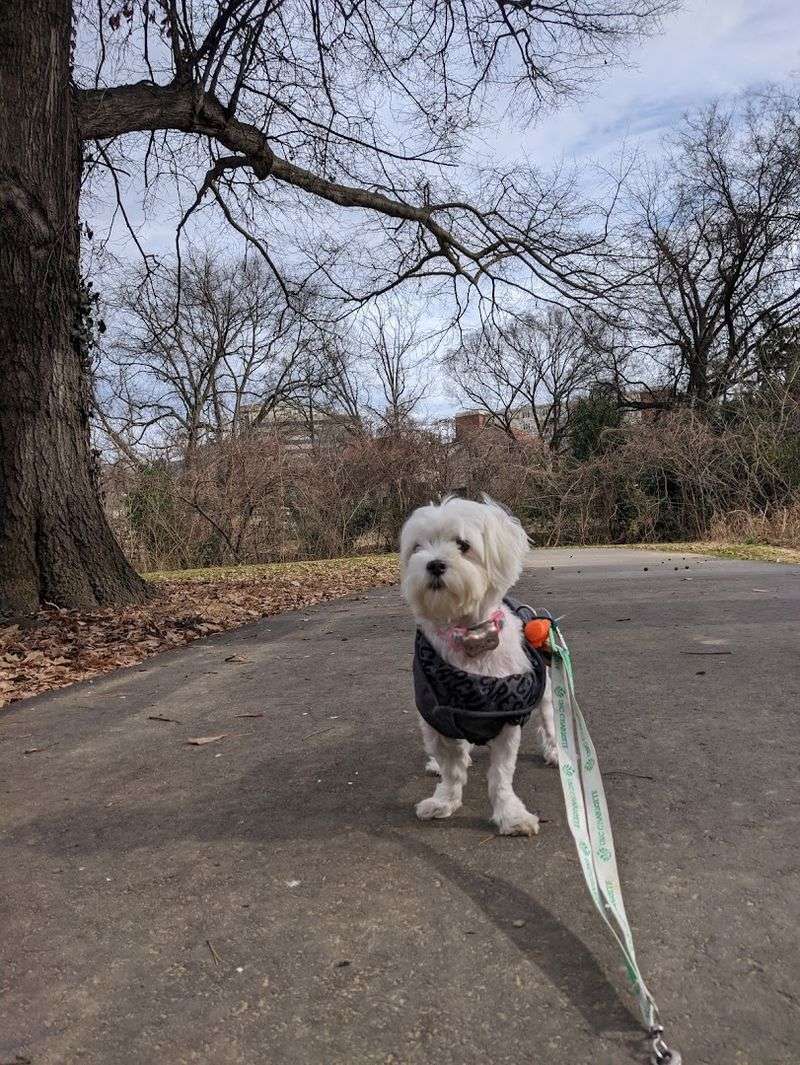 Frazier Place Dog Park - Charlotte, NC