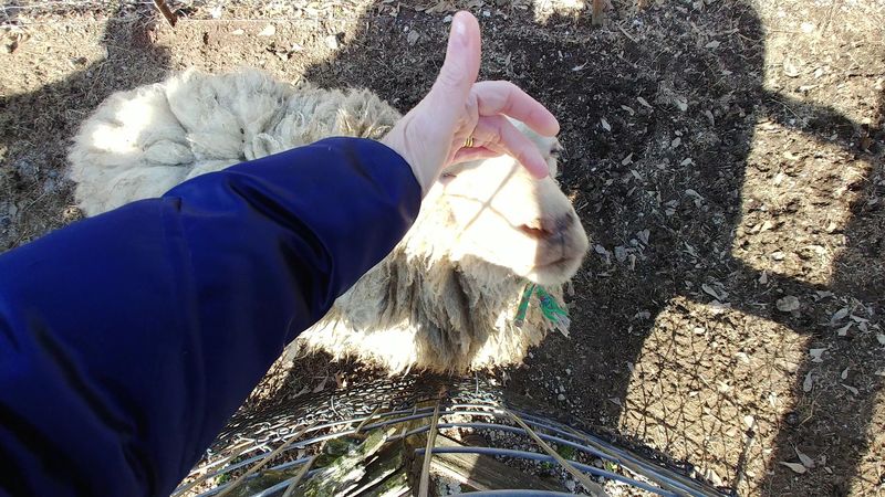 Classic Petting Zoo Meets Safari Vibes