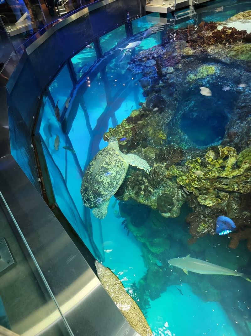 Sea Turtles and Ocean Conservation