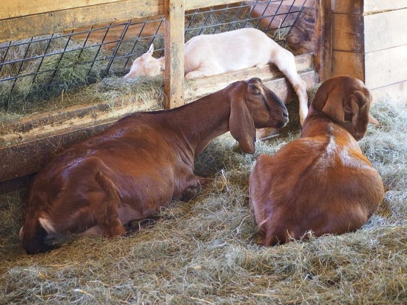 A Classic New England Farmyard Experience