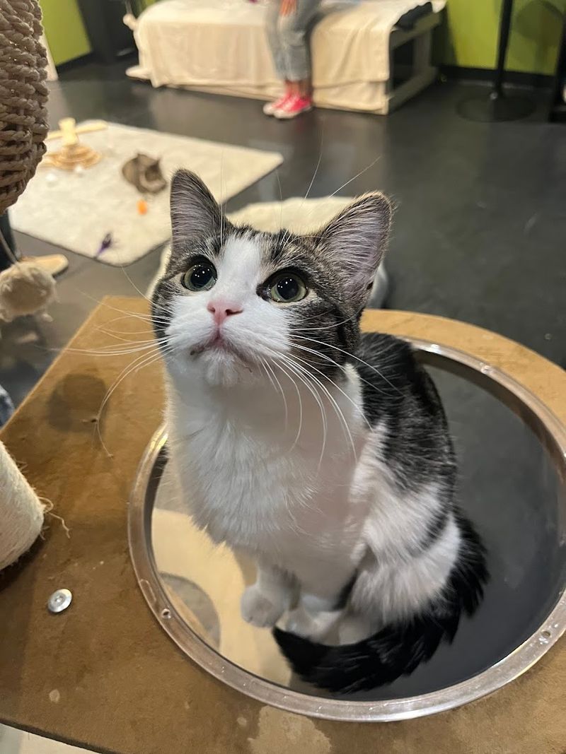 The Adoption Connection