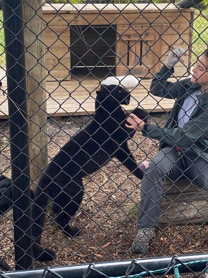 Jaguars and Their Care