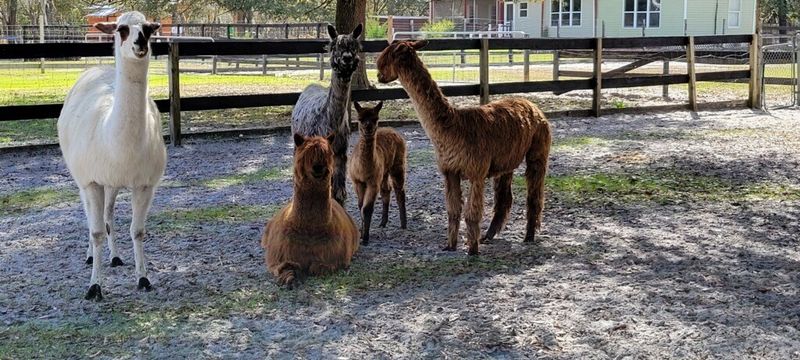Llamas With Big Personalities