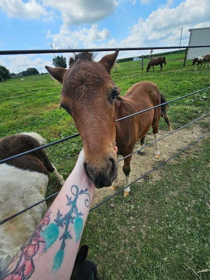 A Free Petting Zoo Experience