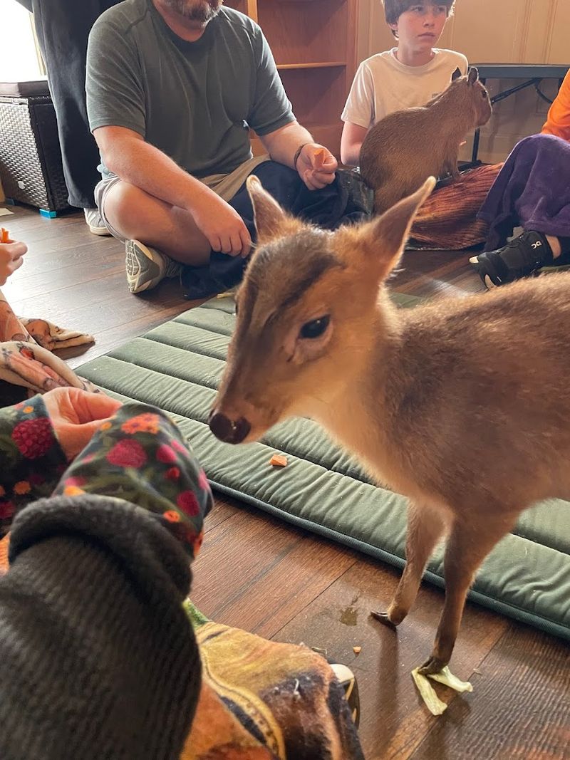 Gentle Moments With The Muntjac Deer