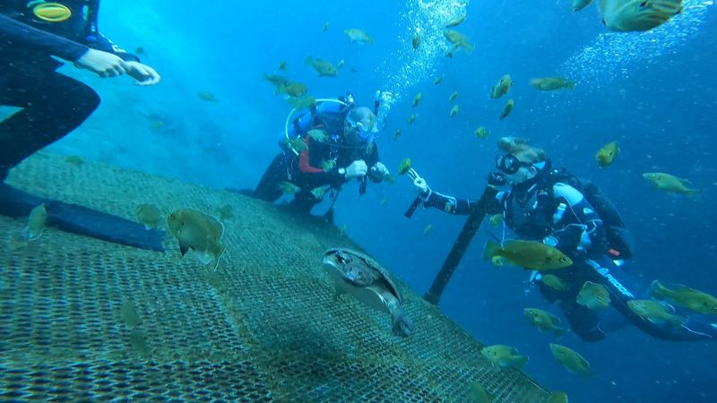 Exploring Depths From Shallow Snorkeling to 100-Foot Dives