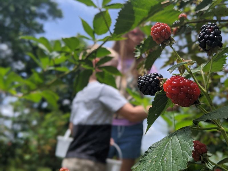 Berry Good Farms &ndash; Tifton, GA