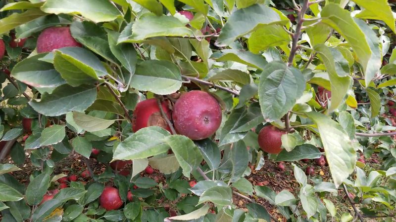 B.J. Reece Orchards (Ellijay)