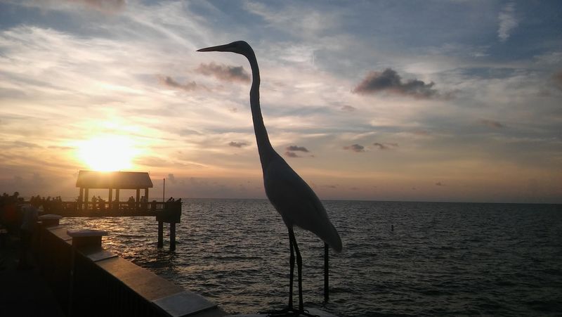 Clearwater Beach Sunset at Pier 60