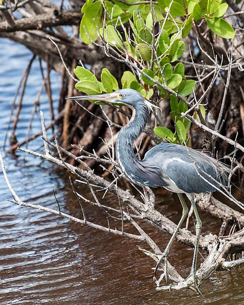 Pelican Island National Wildlife Refuge