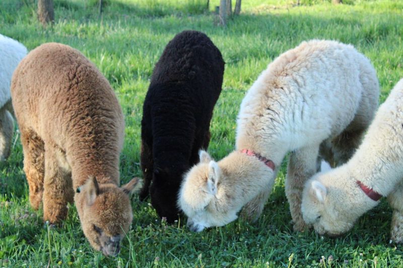 Holdfast Alpaca Farms (Medway, OH)