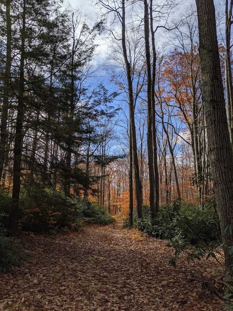 Hiking Trails Through Ancient Forest