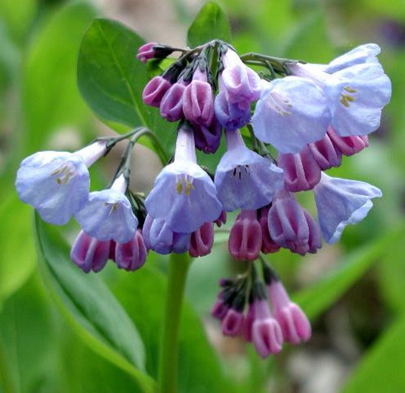 Wildflowers That Change with the Seasons