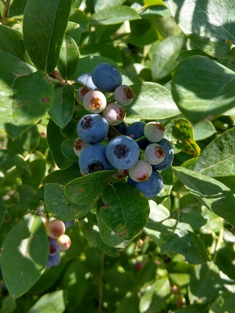Barron Hill Blueberries (Hamptonville, NC)