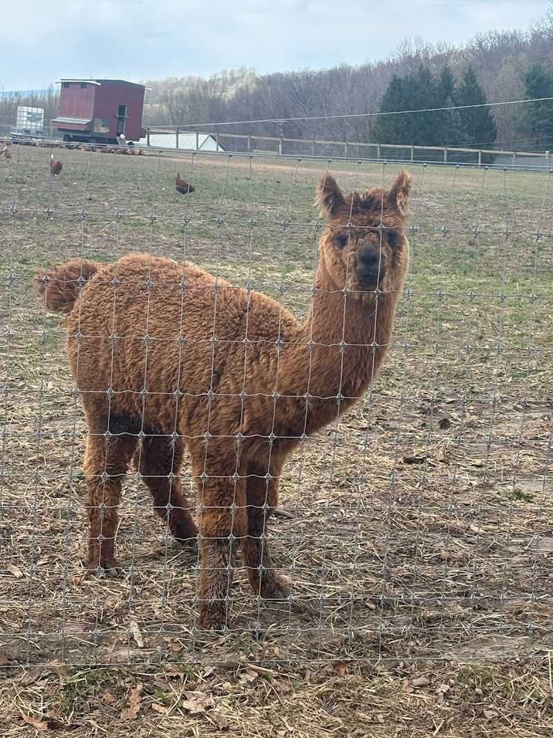 Alpaca Meet and Feed