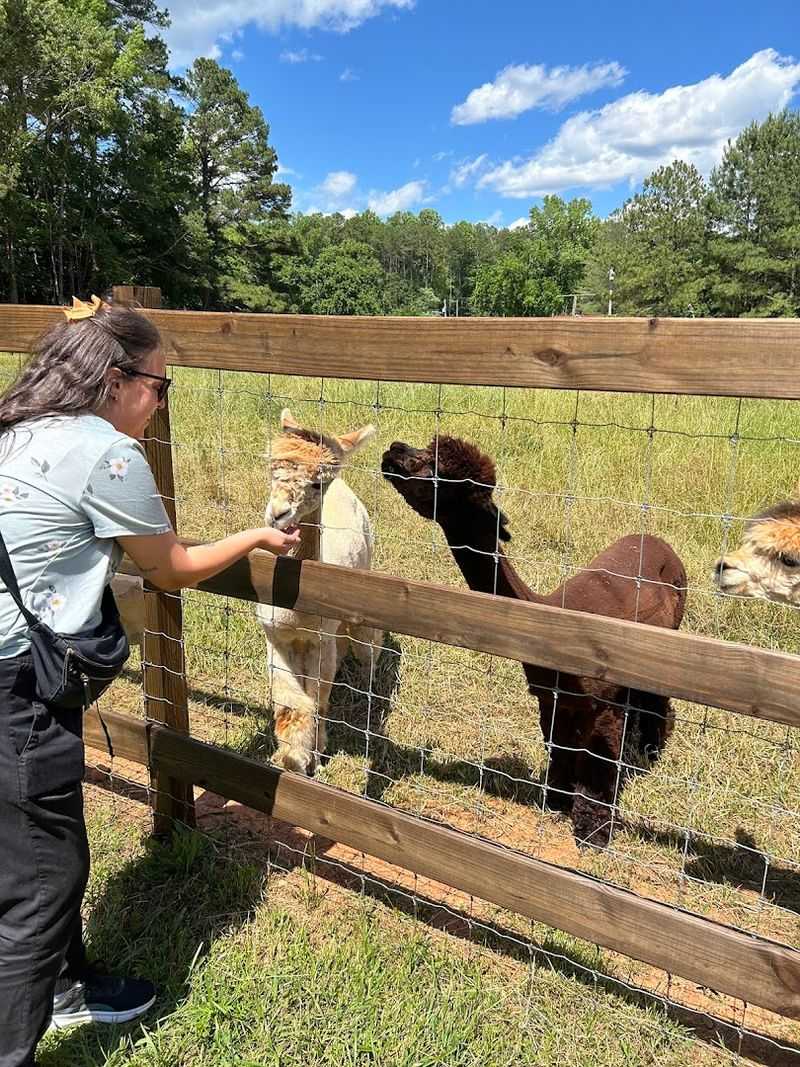 Feeding the Animals by Hand