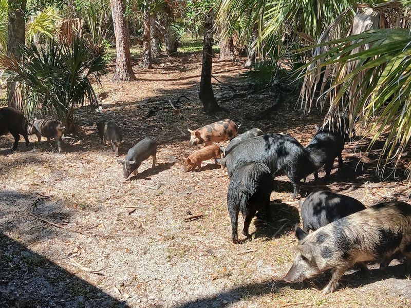 Wild Hogs and Ranch Wildlife