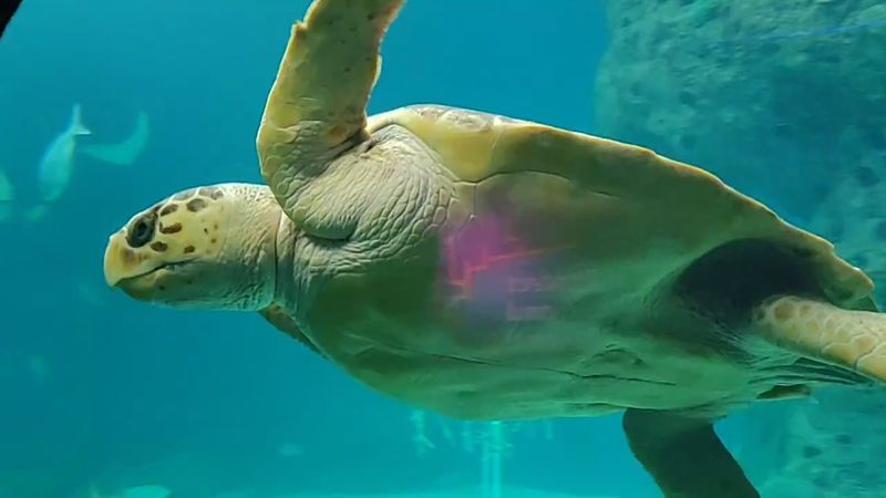 Sea Turtle Recovery and Conservation Center