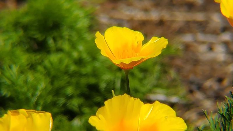 Photography Playbook