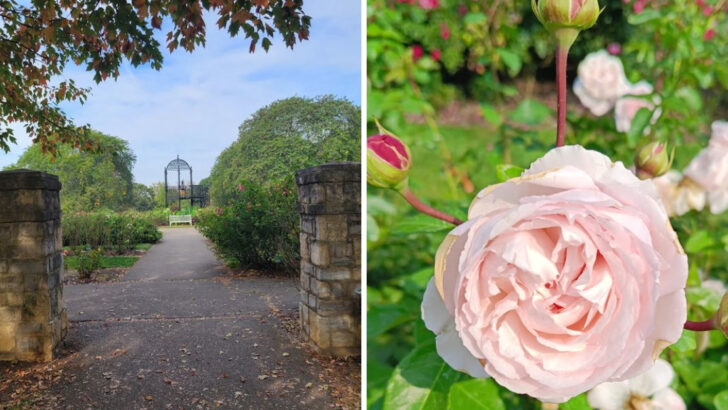 More Than 12,000 Roses Bloom at This Ohio Park Most People Don’t Realize Exists