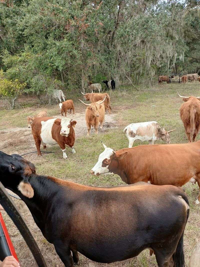 A Ranch Built Around Animal Welfare