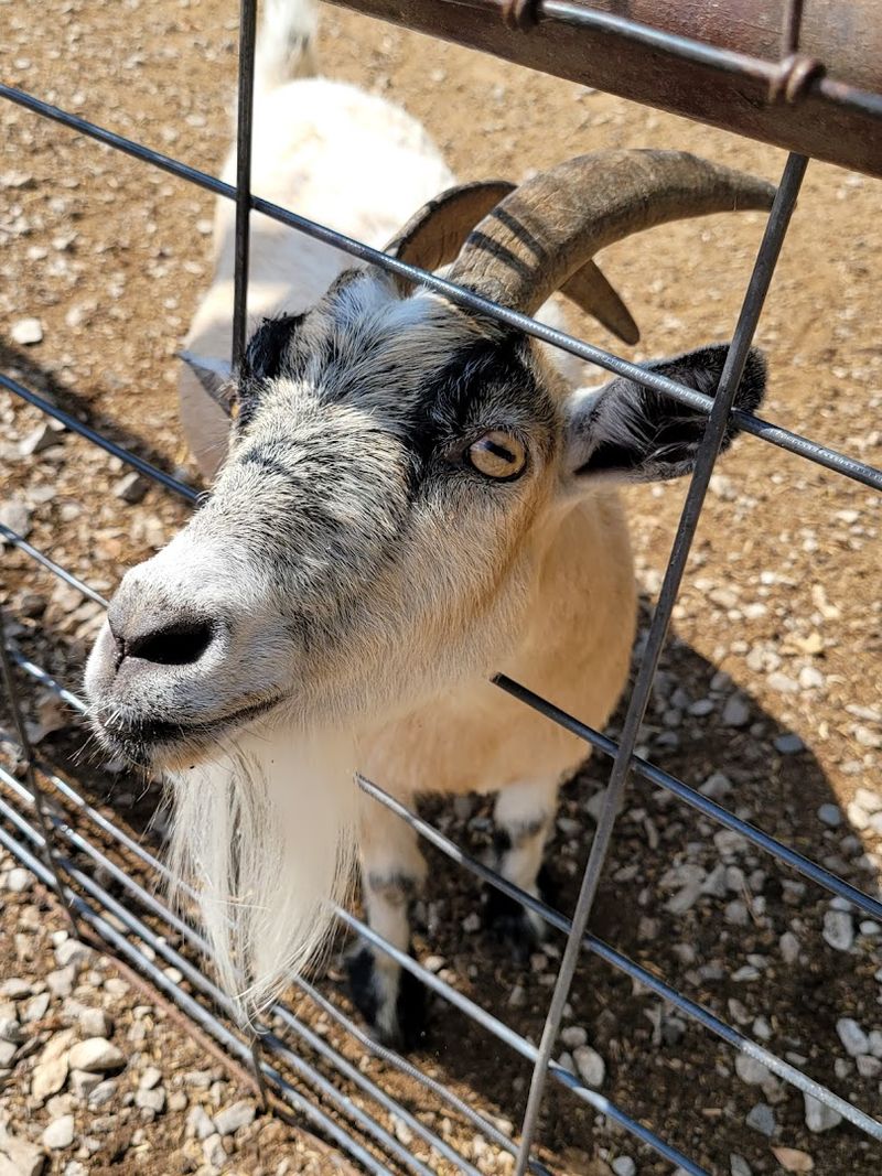 Affordable Family Fun With Old-School Pricing