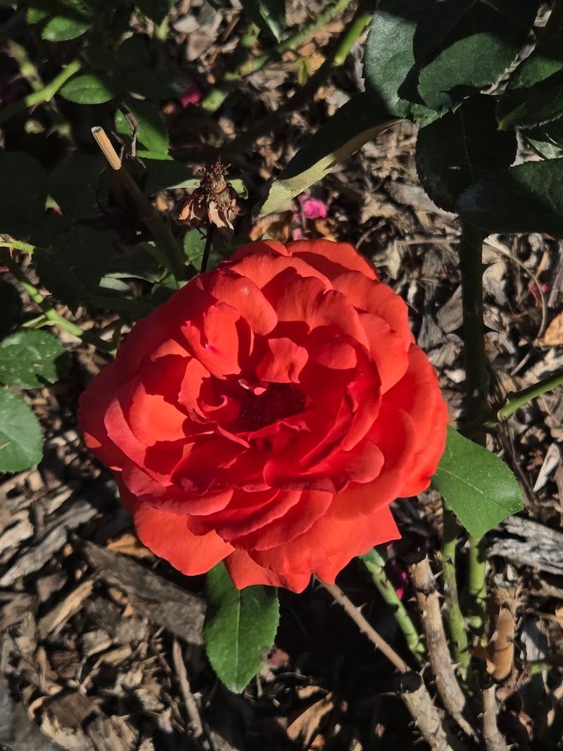 Peak Bloom Is a Must-See Experience