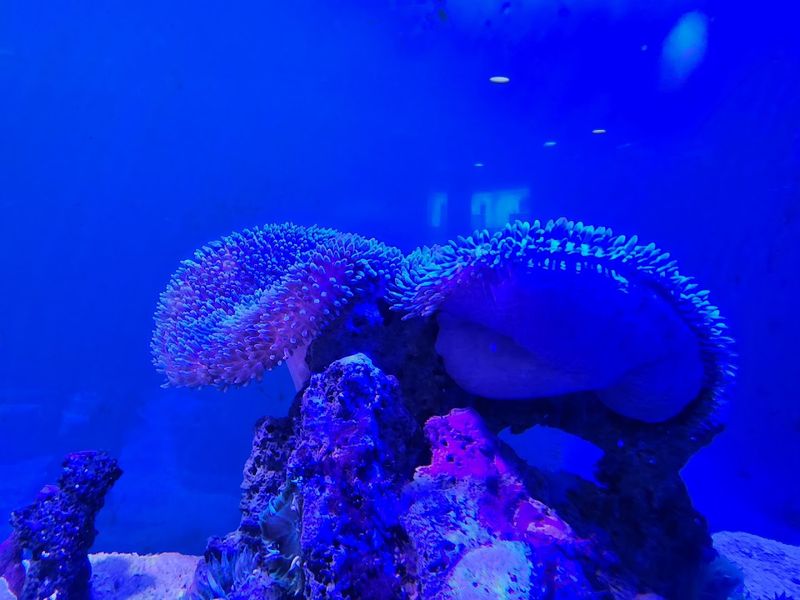 A Conservation Success Story