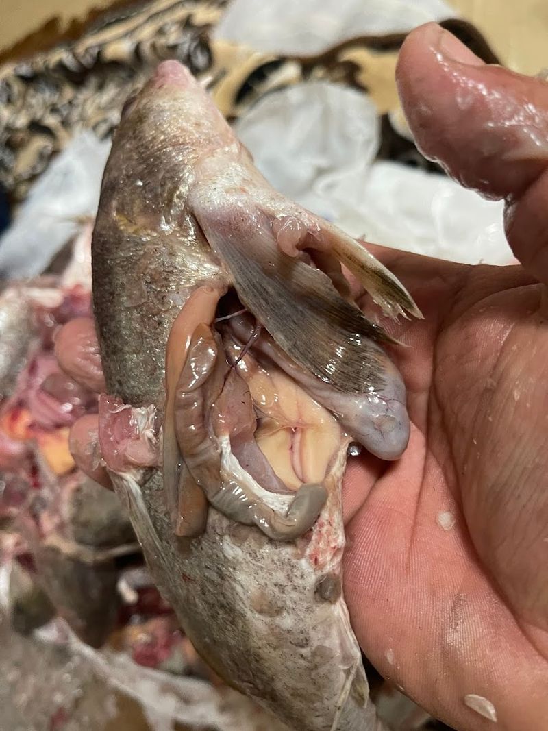 Surf City Crab (Surf City)